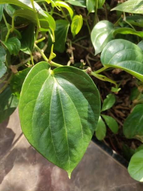 istock close up Betel leaf field in garden 1485672874