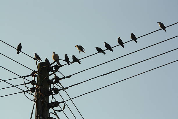 istock Birds sitting on telegraph phone wires, one bird jumping 148567340