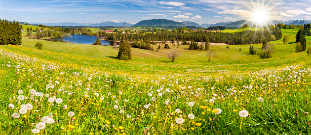 panoramic landscape with flowers on meadow at springtime