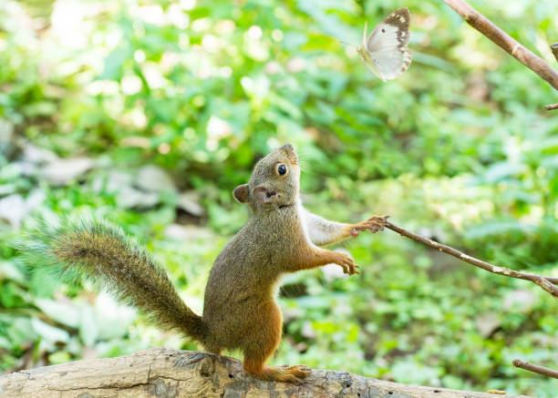 Imaginary scenery of squirrel meeting a white butterfly.