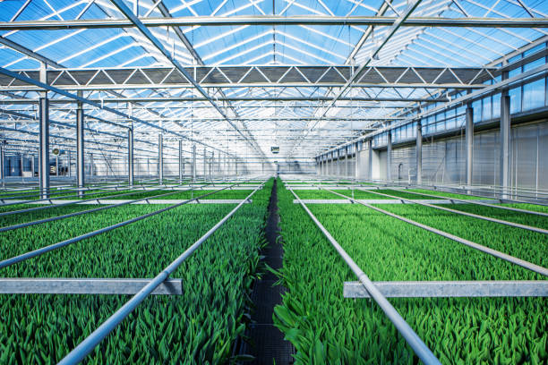Amsterdam tulip greenhouse in the Netherlands