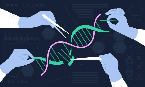 ilustraciones, imágenes clip art, dibujos animados e iconos de stock de concepto de ingeniería genética, edición de genética del bebé. edición de adn humano crispr, análisis de genes biotecnológicos. experimento científico, escena vectorial decente - dna genetic research medicine therapy