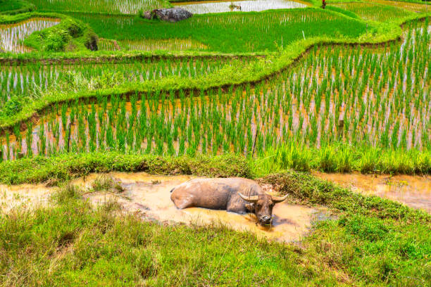 Herd of water buffaloes walking among the rice paddy in the countryside of Siem reap, Cambodia