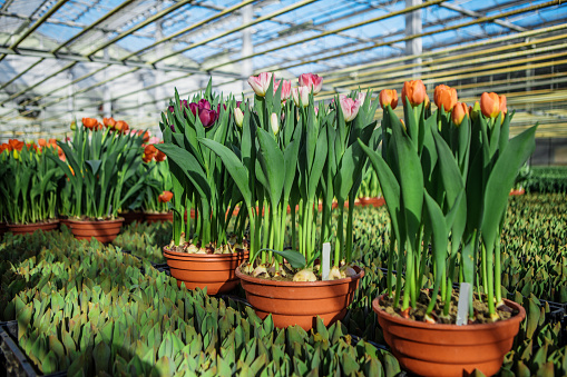 Amsterdam tulip greenhouse in the Netherlands