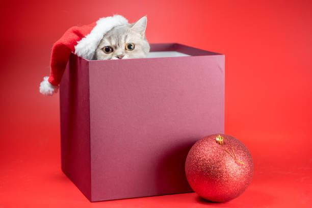 british shorthair cat in a Santa hat in a gift box on a red background british shorthair cat in a Santa hat in a gift box with big christmas ball on a red background cat in santa hat stock pictures, royalty-free photos & images