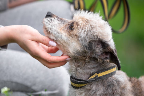 istock humanity a woman's hand strokes a small mongrel dog 1485675829