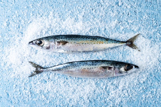 istock Raw mackerel fish salt around on blue background 1485676191