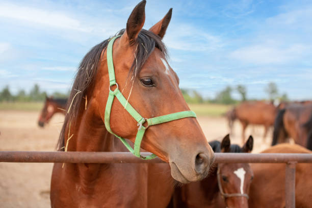 many horses in a paddock at a stud farm