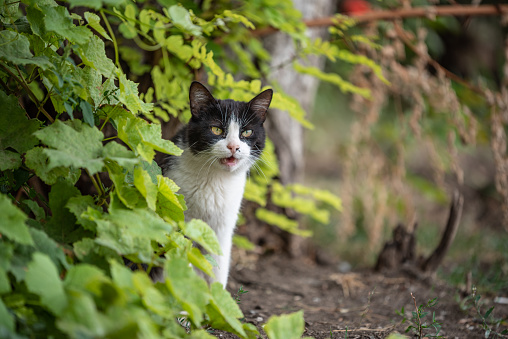 angry black and white cat in the bushes