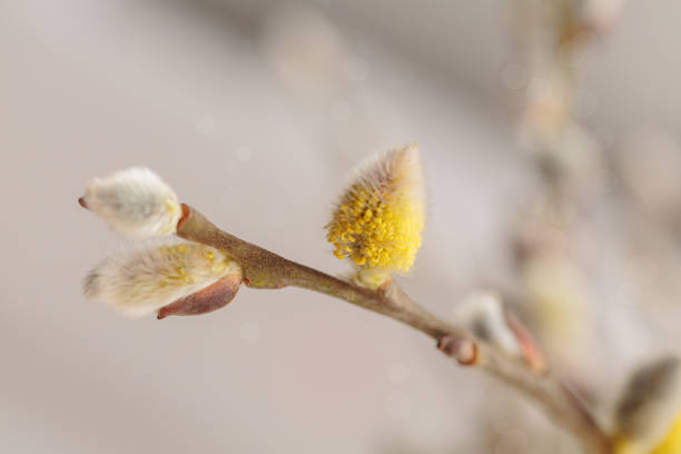 istock Close up macro photography of blooming willow 1485676864