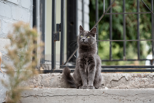 outbred cat is waiting for the owner on the steps of the house