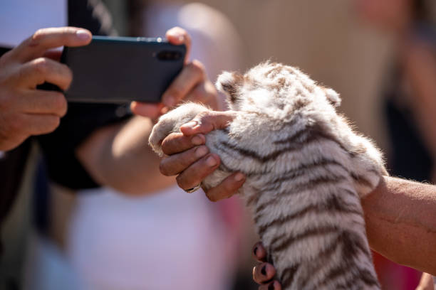 istock tiger cub in petting zoo 1485676952