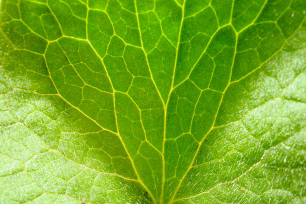istock Close-up macro shot of leaf with visible veins 1485678448