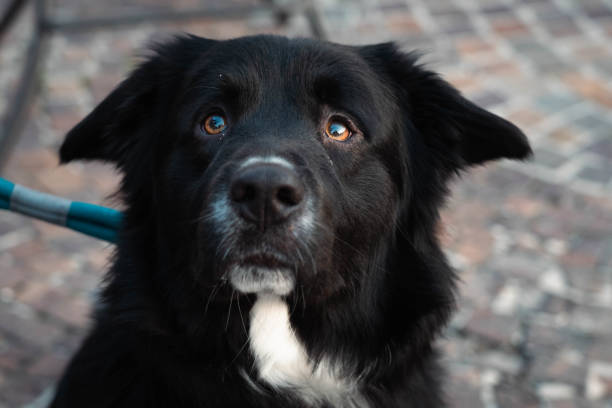 istock Portrait of beautiful black dog. 1485679154