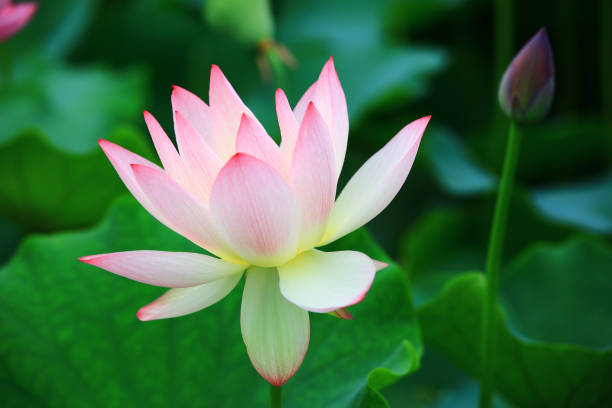 istock Lotus flower and bud with green leaves 1485680097