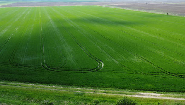 istock green wheat field in the spring, drone photography 1485681916