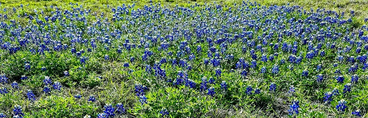 Field of blooming bluebonnets