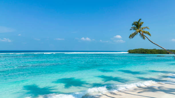 istock Summer palm tree  and Tropical beach with blue  sky background 1485682108