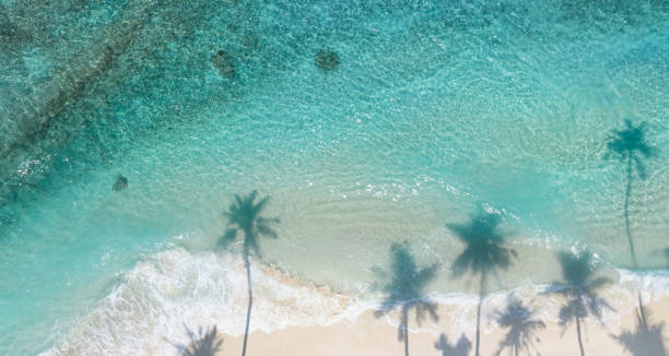 istock Summer Palm trees shadow on the sandy beach and turquoise Tropical beach with blue background 1485683252