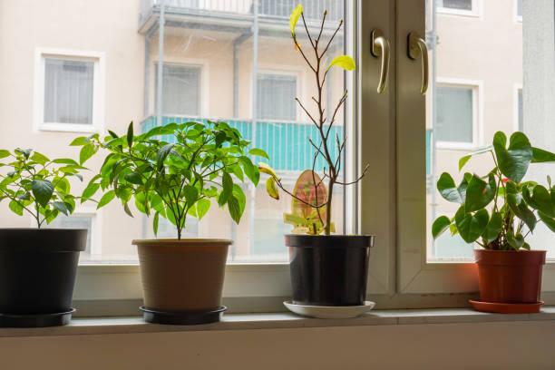 istock Various houseplants on the window. Home gardening, greenery, interior design with plants, hobby concept. 1485685327