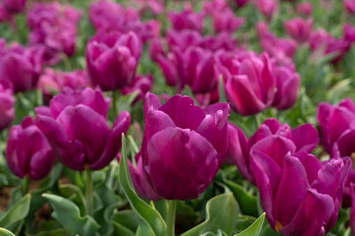 Red Yellow Tulips Outdoor, Spring Tulipa Flowers, Green Scarlet Flowerbed, Color Tulip Petals and Buds