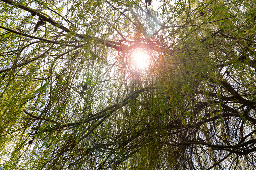 Beautiful view of sun shining through trees in conifer forest at sunset