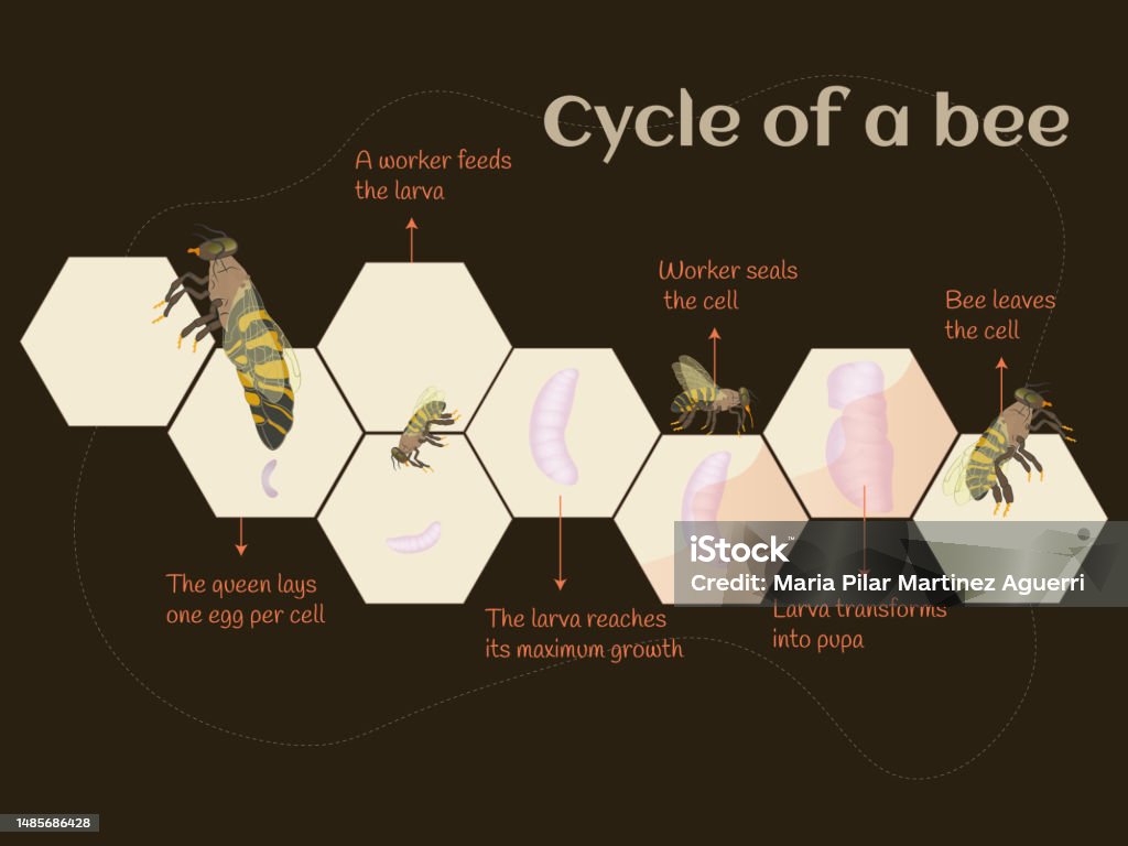 Bee Apical Process Infographic About The Birth Process Of A Bee Stock Illustration ...