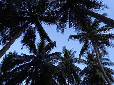 Palm trees are isolated with blue skies in background captured low angle