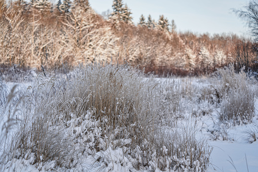 Frozen brown dry grass with ice crystals at snow covered river shore, sun lit forest background