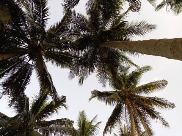 istock Palm trees are isolated with white skies in background captured low angle 1485687607