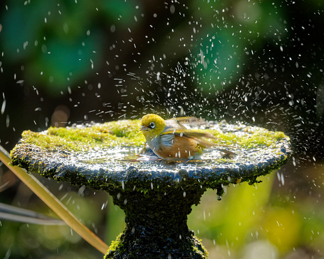 A Robin perching on garden fountain
