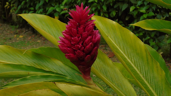 A red ginger - alpinia purpurata - flower seen in Costa Rica.