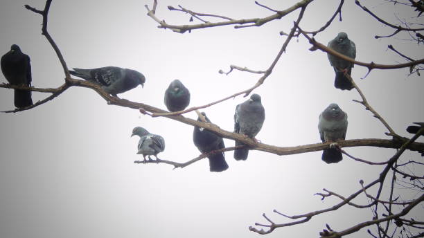 A flock of pigeons patrolling on a tree spotted in London, UK.