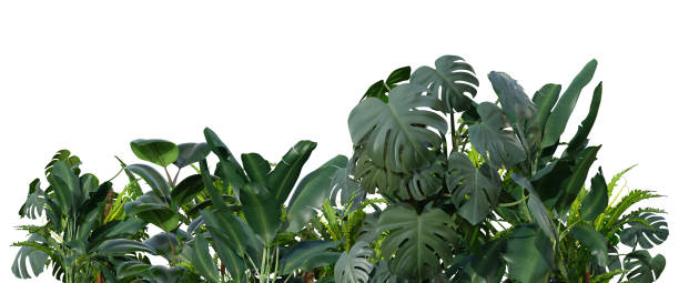 Tropical plants isolated on white background. Botanical foreground. Lower frame, border. Cut out graphic design element. 3D rendering.