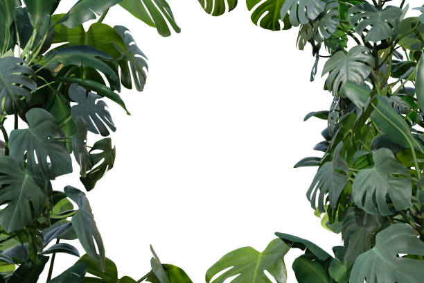 Tropical plants isolated on white background. Botanical foreground. Frame, border with copy space in the middle. Cut out graphic design element. Realistic leaves. 3D rendering.