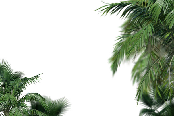 Tropical plants, palms isolated on white background. Botanical foreground. Copy space. Cut out graphic design element. Realistic leaves. 3D rendering