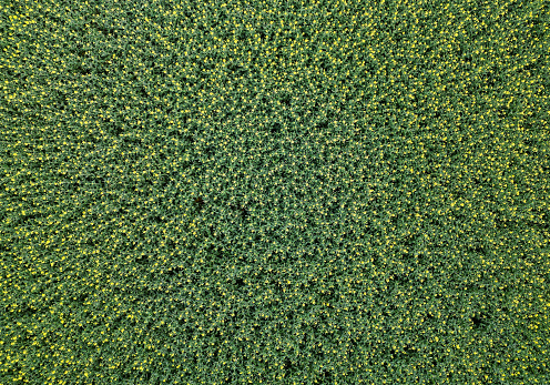 Aerial view on canola field