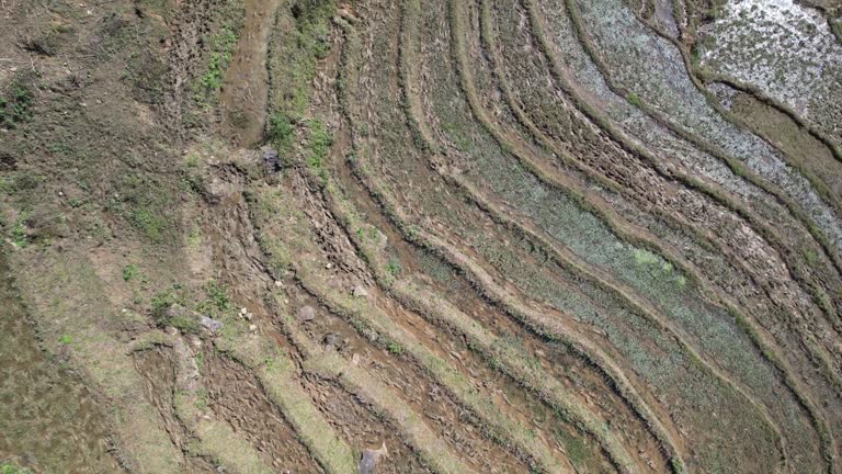 Drone flying over rice terrace field