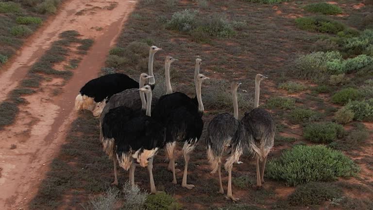 Flock of ostriches protect each other from the wind