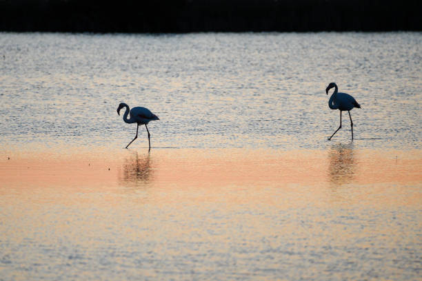 Two flamingo silhouettes on Camargue marshes at sunrise