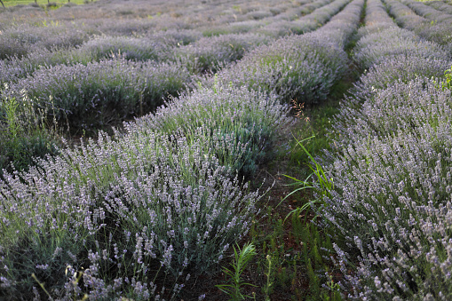 Long field of lavender bushes. Evening light. Backlight.