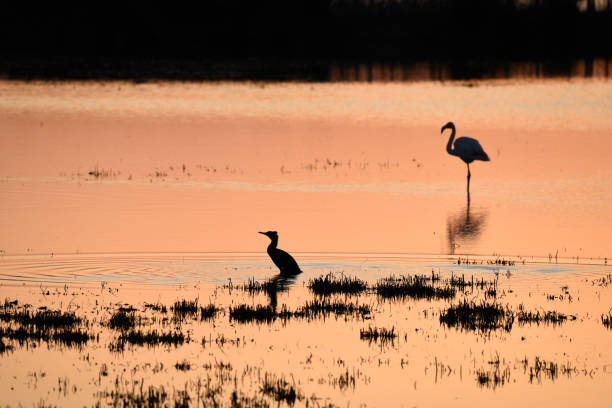 istock Flamingo silhouette on Camargue marshes at surnrise 1485697411