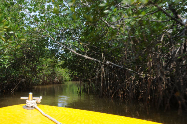 istock from a boat among the mangroves 1485700032