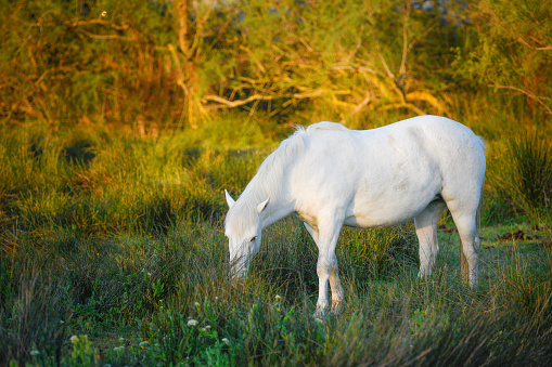 Wild Camargue mare grazing Camargue marshes at sunrise. These beautiful, plucky horses have freedom to roam the salt lake landscape on large manades (ranches).