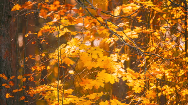 Green Maple Tree Turn Yellow. 4k Timelapse. Autumn Mood. Summer Autumn Forest Transition. Season Change Concept. From Summer Green To Autumn Yellow. Time Lapse, Time-lapse