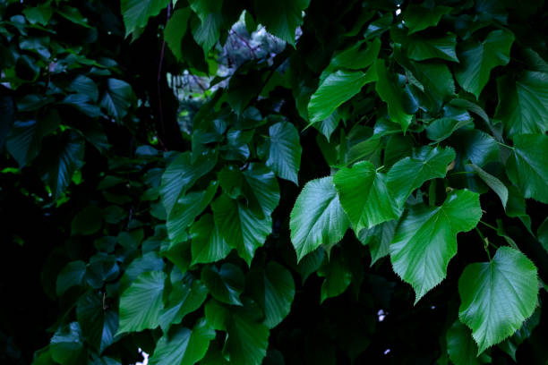 istock Linden tree with fresh green leaves. Lime tree background with green leaves in spring. 1485703608