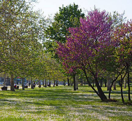 BELGRADE, SERBIA - APRIL 27, 2010: Spring has arrived in the city and people are enjoying sunrays on benches surrounded by blossomed treetops