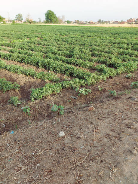 istock Panoramic view for Green field, countryside Egypt's Nile River Delta region 1485704212