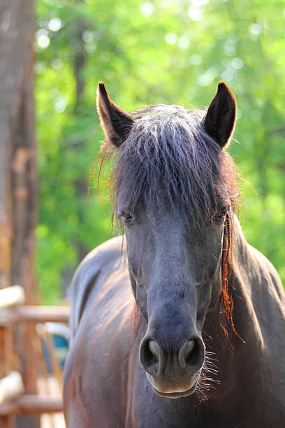 istock brown horse portrait 148570587