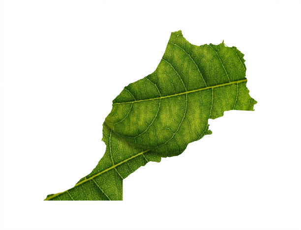 istock Morocco map made of green leaves on soil background ecology concept 1485706782